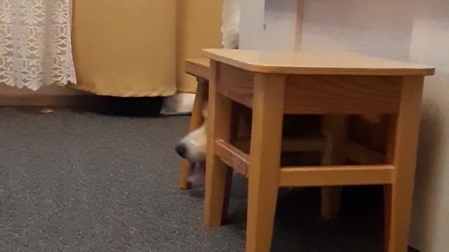 Corgi Gets Stuck Under Stool