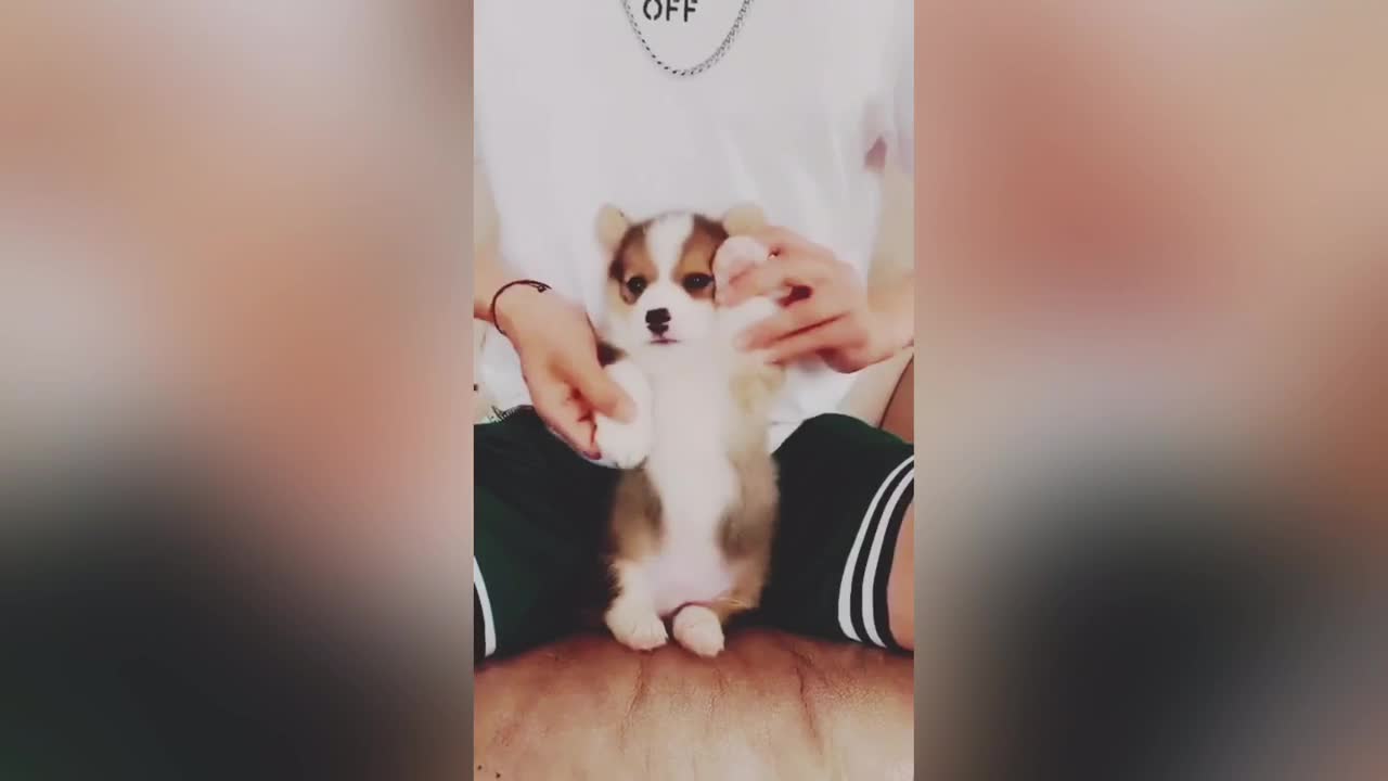 Cutest puppy dance