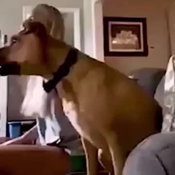 Exited dog