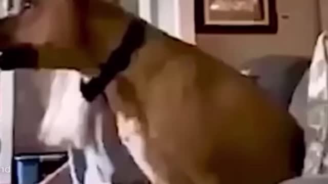 Exited dog