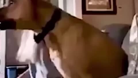 Exited dog