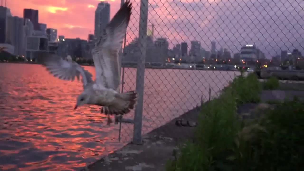 Beautiful bird nice video