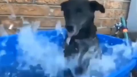 Cute dog is playing with water