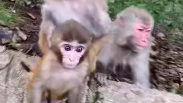 Monkey plays