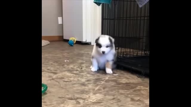 Dogs and cute puppies are giving funny reactions 😂🐶