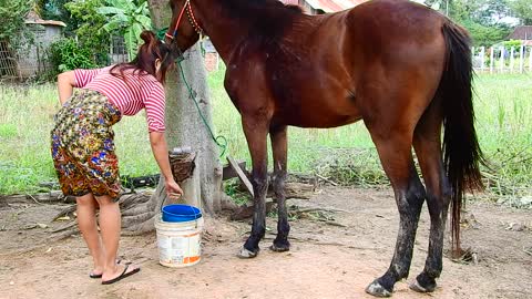 Amazing a girl and a horse at horse farm | How To Teach Your Horse To Lay Down