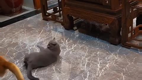 Is dog is mad