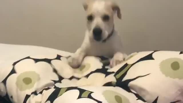Small dog falls off pillow