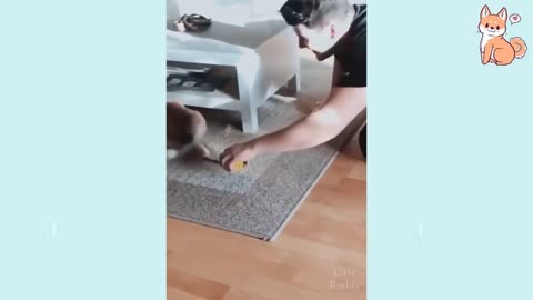 Cute baby animals Videos Compilation cutest moment of the animal