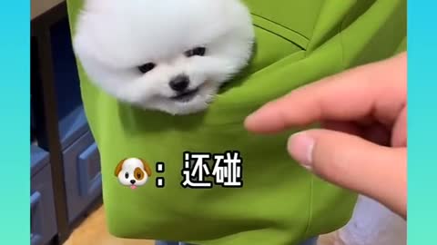 Cute and Funny Dogs Videos Compilation_ |05|_#short