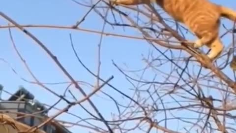 TIGERN FUNNY VIDEO