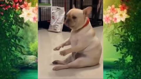 😂Compilations of cute and funny animals - Funny Animals Ares 🐾