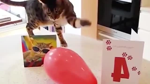 black and white cats playing with bloons