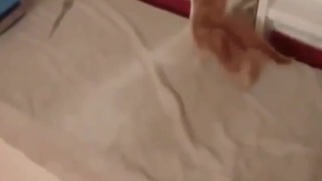 funny cat video