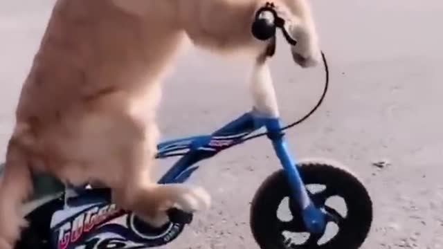 dog riding a bike