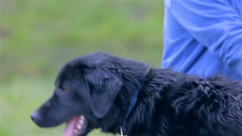 Playful Labrador Dog While Being Cleaned