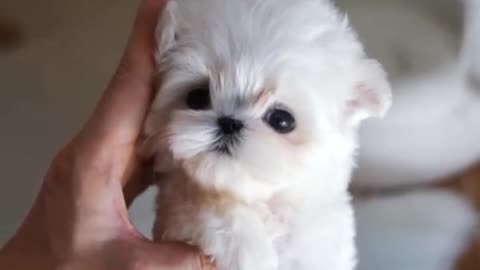 Cute white miniteacup Pomeranian puppy