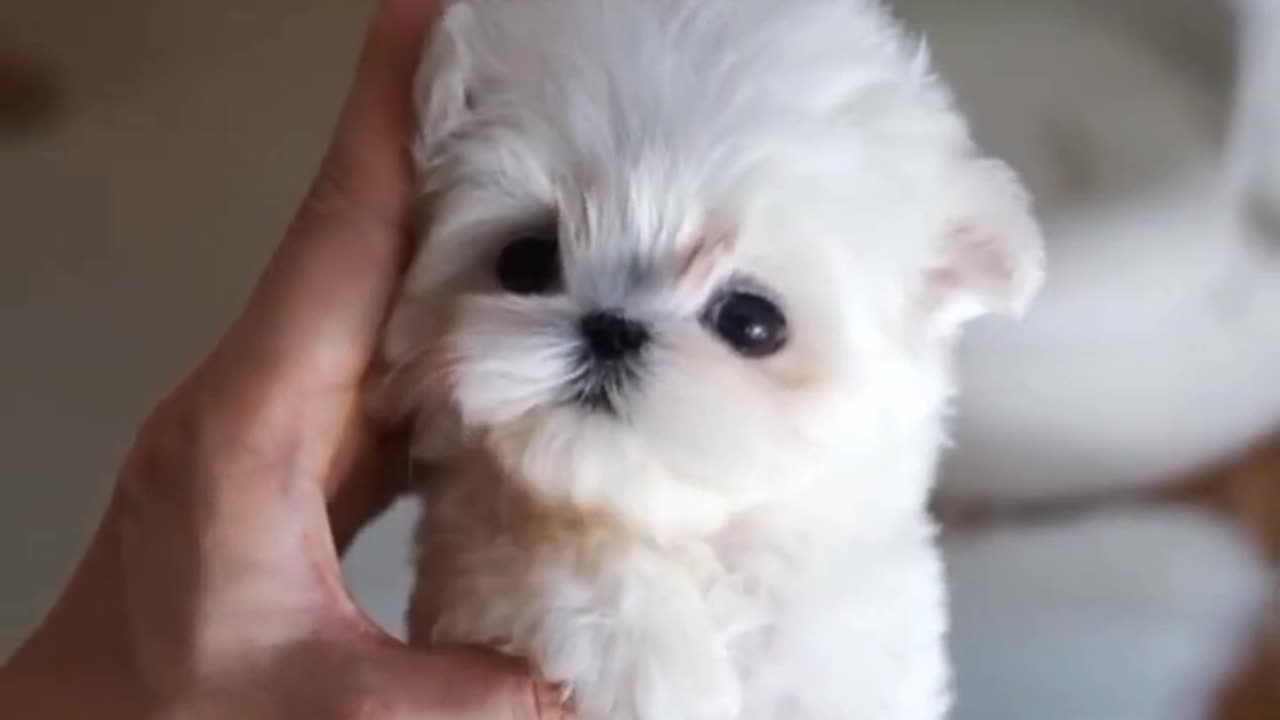 Cute white miniteacup Pomeranian puppy