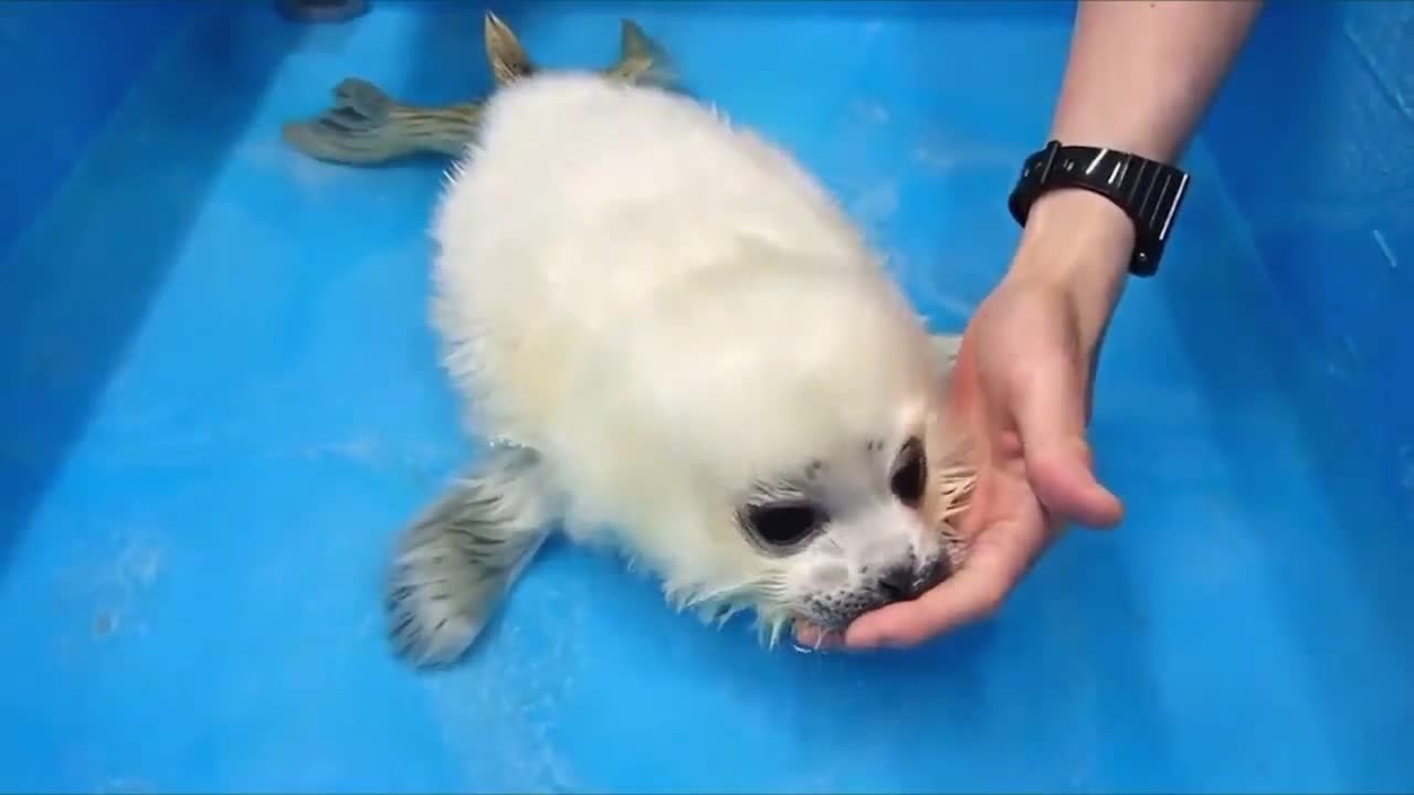 Rescued baby seal’s first swim lesson