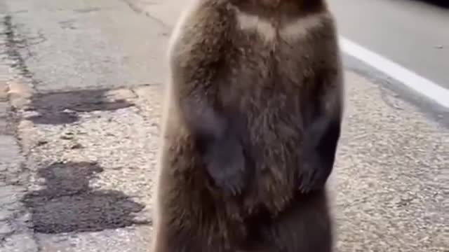 OHH HI 🐻