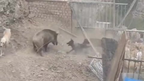 The boar was fighting with a pack of dogs