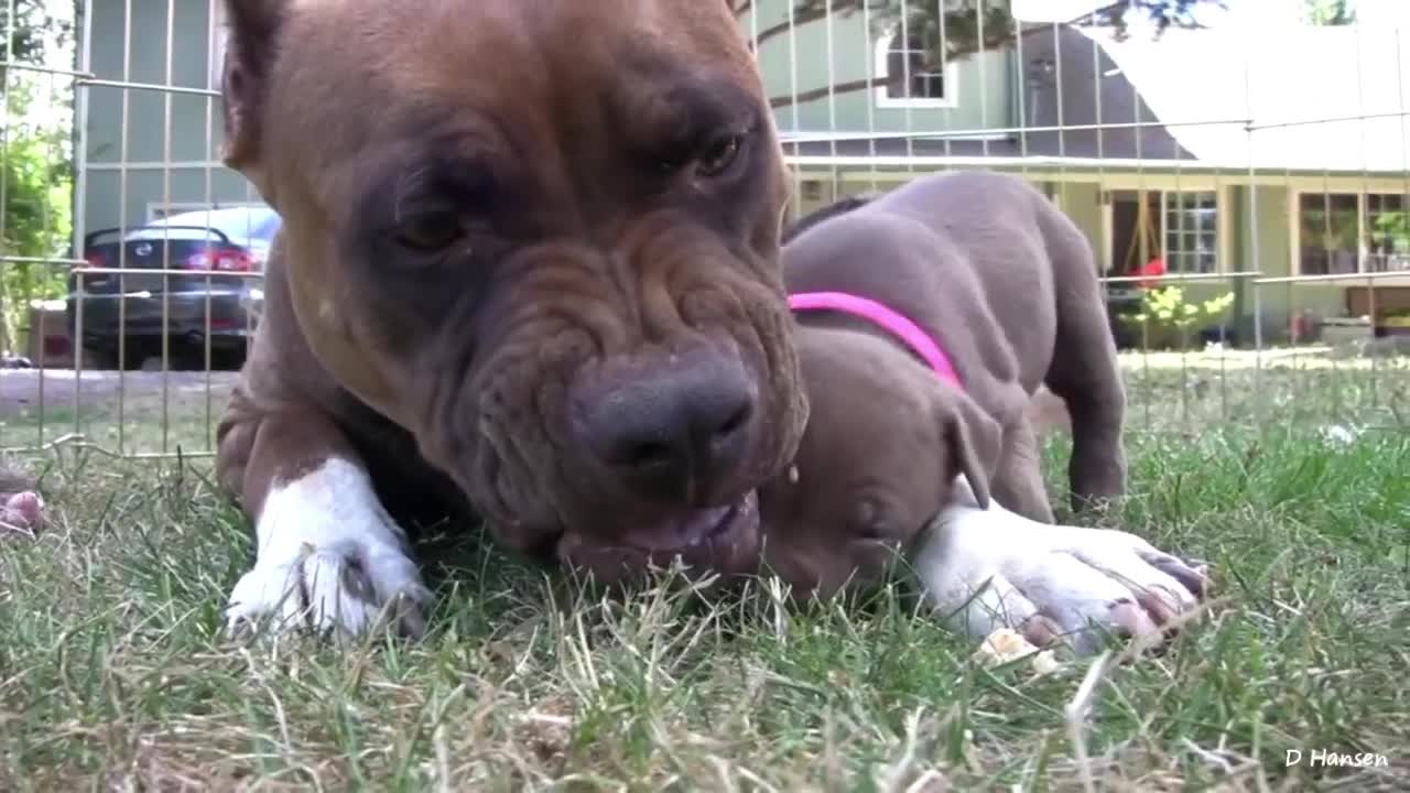 Poor Pitbull Puppies Getting Growls and Snaps From Mom