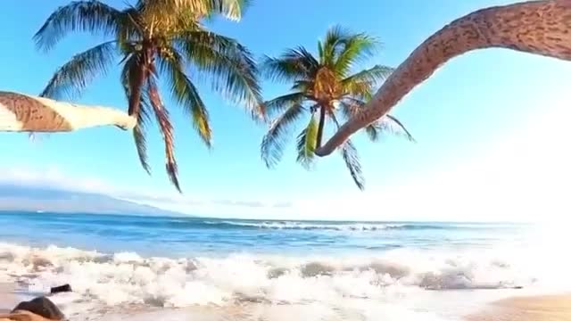 Palm Trees, Beach, Sun And Waves