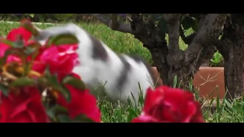 😻 Funny Cats Compilation - Best Funny Cat Videos on 2017