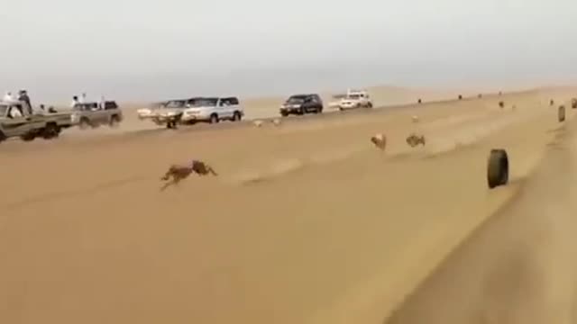 Dog Race in Dubai