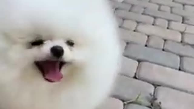 Funny dogs acting