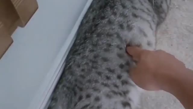 Kitty cats video