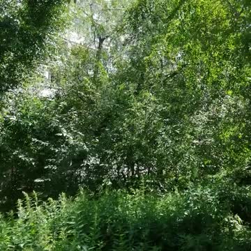 We walk through the beautiful forest.