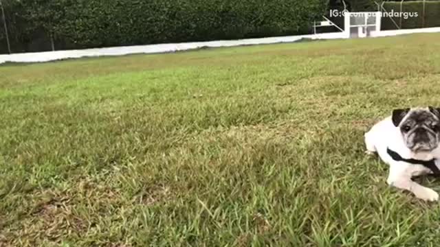 Black french bulldog plays fetch white ball slowmo on grass