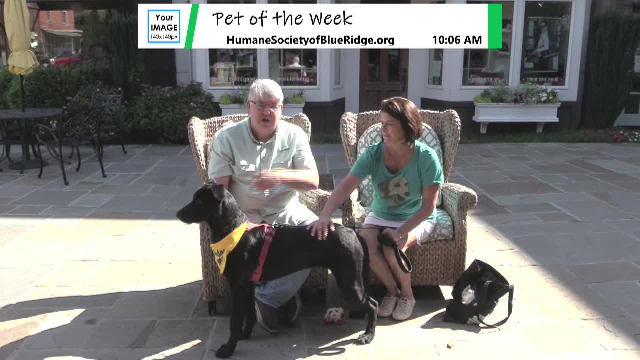PET OF THE WEEK: Shadow - humansocietyofblueridge.org