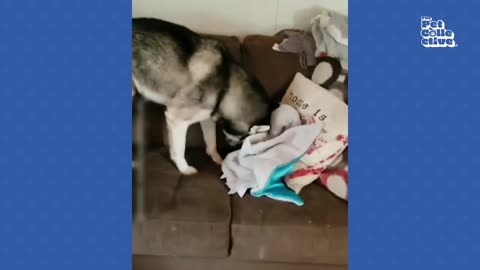 FUNNIEST Huskies 😂 | BEST Compilation of Dogs