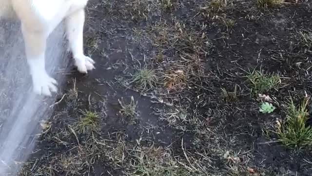 British & French Bulldog chase water