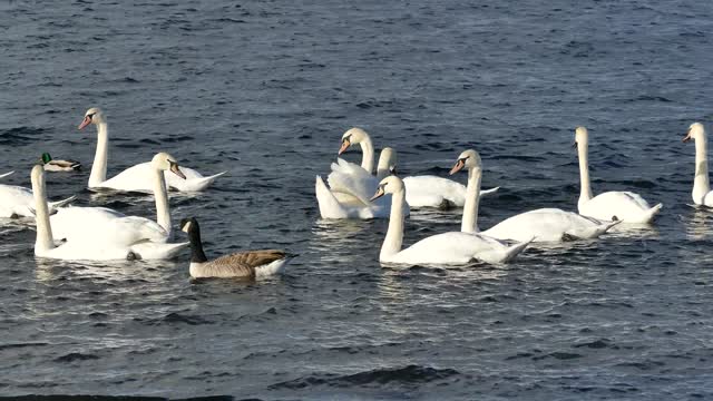 Ducks and geese swimming freely in the water