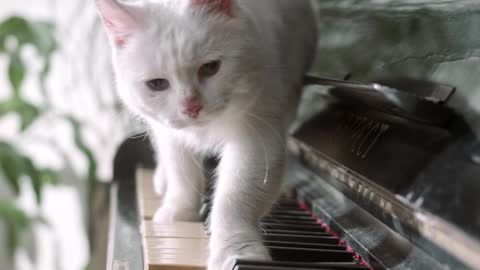 Pianist Kitten - 1