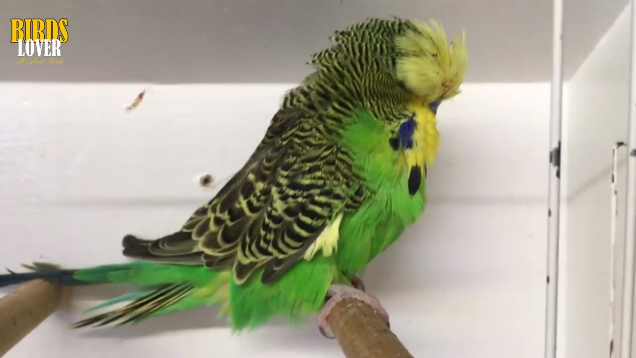 What is the difference between budgies and parakeets