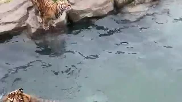 Which tiger do you like best