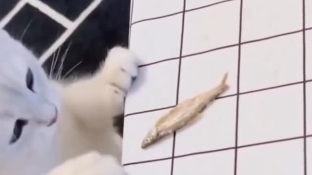 cute cat want to save fish | making cat mad