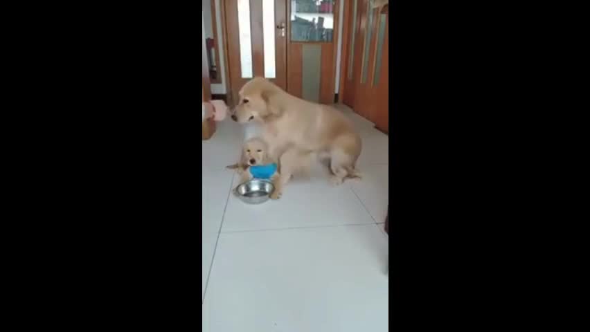 Cute Golden Retriever Mama Leaves Food To Her Little Pup