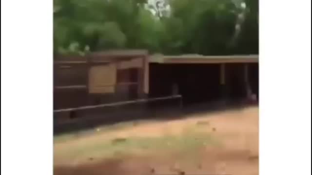 Burnaboy spotted in a zoo
