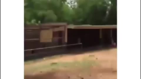 Burnaboy spotted in a zoo