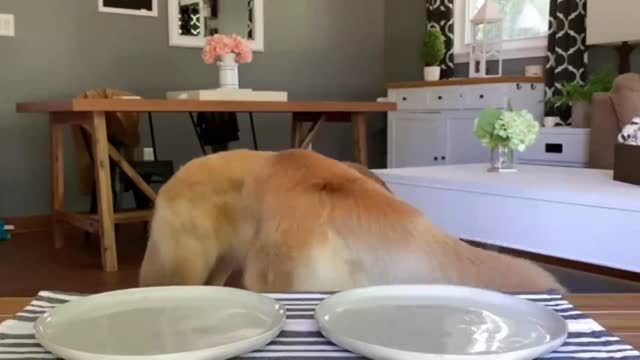 Dog Reviews Food With Girlfriend - Tucker Taste Te_batch