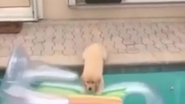 Top 10 Funny and Cute Dog Videos