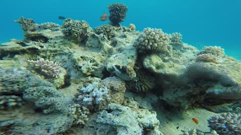 Coral reefs and water plants in the Red Sea 1