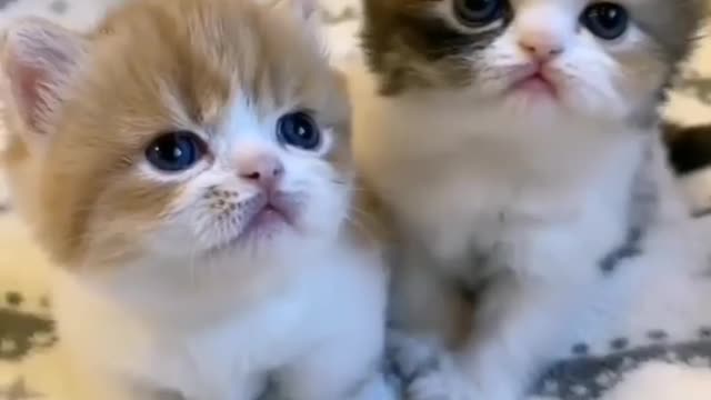 So Cute Kittens