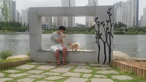 Take a walk with a Pomeranian on a summer day