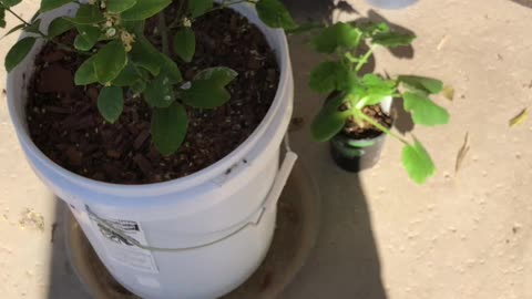 Hydroponic Gardening In Arizona